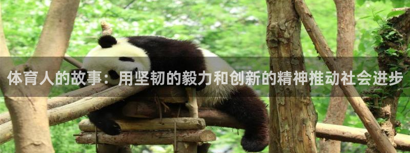 体育人的故事：用坚韧的毅力和创新的精神推动社会进步